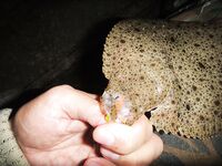 Мелкий калкан на оранжевый твистер при ловле ставриды со дна — отпущен