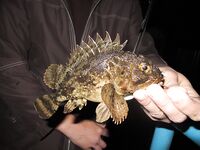 Евпатория — отлично половили: благодарность гиду за точки и компании за атмосферу