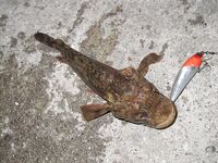 Евпатория — отлично половили: благодарность гиду за точки и компании за атмосферу