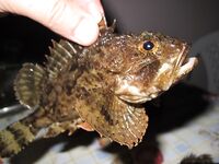 Евпатория — отлично половили: благодарность гиду за точки и компании за атмосферу