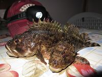 Евпатория — отлично половили: благодарность гиду за точки и компании за атмосферу