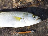 Сегодняшний улов — лаконичная фиксация результата по видам и размеру