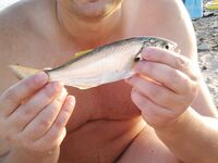 Архипо-Осиповка — луфарь среди купающихся, скорпены мало, бычки и ставридка стабильно