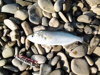 Архипо-Осиповка — луфарь среди купающихся, скорпены мало, бычки и ставридка стабильно