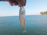 Архипо-Осиповка — луфарь среди купающихся, скорпены мало, бычки и ставридка стабильно