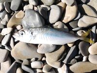 Архипо-Осиповка — луфарь среди купающихся, скорпены мало, бычки и ставридка стабильно