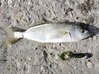 Цвет твистера решает: «Gary Yamamoto» и «Relax» 1" по луфарю, блесны в планах