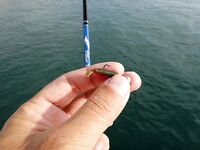 Цвет твистера решает: «Gary Yamamoto» и «Relax» 1" по луфарю, блесны в планах