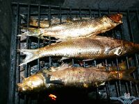 Коса Тузла, керченский пролив — август: ловили неплохо, готовим фильм и фото