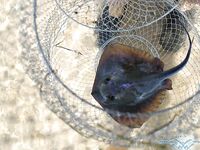 Коса Тузла, керченский пролив — август: ловили неплохо, готовим фильм и фото