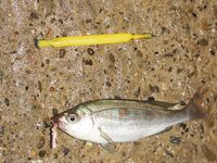 Новороссийск — Бубырь, часть вторая и третья: ветер 6–8 м/с, дроп-шот и «Эмиральда»