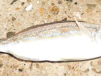 Новороссийск — Бубырь, часть вторая и третья: ветер 6–8 м/с, дроп-шот и «Эмиральда»