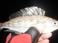 Новороссийск — Бубырь, часть вторая и третья: ветер 6–8 м/с, дроп-шот и «Эмиральда»