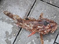 Абхазия, недалеко от Пицунды — лето 2012: ловилось с пирса и с лодки на самодур