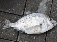 Абхазия, недалеко от Пицунды — лето 2012: ловилось с пирса и с лодки на самодур