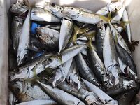 Абхазия, недалеко от Пицунды — лето 2012: ловилось с пирса и с лодки на самодур