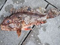 Абхазия, недалеко от Пицунды — лето 2012: ловилось с пирса и с лодки на самодур