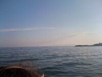 Сочи — вечером дельфины атаковали косяк: эффектно и клев обнулили в одно мгновенье