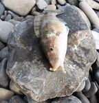 Фотоотчет: как оно было — снасти, берег и результат без лишних слов и цифр