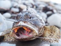 Фотоотчет: как оно было — снасти, берег и результат без лишних слов и цифр