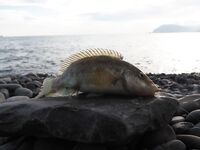 Фотоотчет: как оно было — снасти, берег и результат без лишних слов и цифр