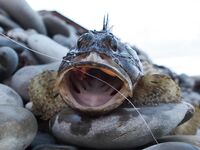 Фотоотчет: как оно было — снасти, берег и результат без лишних слов и цифр