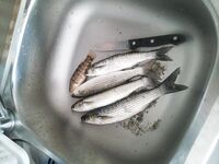 Бяла, Болгария — первый день на море: стартовый опыт, фиксация точки и снасти