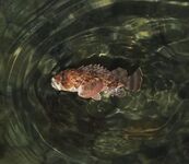 Новороссийск — вечерний карась, ночью скорпена: Power Isome и луна в Бухте