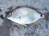 Новороссийск — вечерний карась, ночью скорпена: Power Isome и луна в Бухте