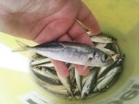 Болгария, Бяла — сафридка до прихода дельфинов: стаю разогнали три «пилота»