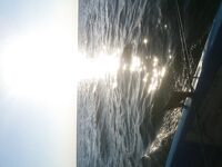 Болгария, Бяла — сафридка до прихода дельфинов: стаю разогнали три «пилота»