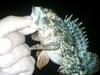 Коктебель — самодур на ставридку: 1,5 кг и селедка; берегом трудно, ночью лучше