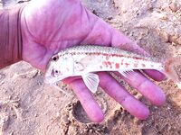 Благовещенская — первая морская рыбалка на червя: понравилось и по вкусу, и по клеву