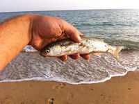 Благовещенская — первая морская рыбалка на червя: понравилось и по вкусу, и по клеву