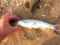 Благовещенская — первая морская рыбалка на червя: понравилось и по вкусу, и по клеву