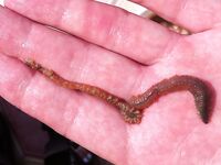 Благовещенская — первая морская рыбалка на червя: понравилось и по вкусу, и по клеву