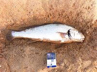 Благовещенская — первая морская рыбалка на червя: понравилось и по вкусу, и по клеву