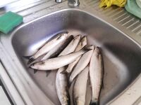 Дивноморск, 9–16 августа — кефаль на сбиро и червя, ставка на ставриду с катера