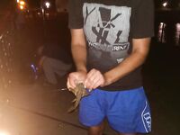 Дивноморск, 9–16 августа — кефаль на сбиро и червя, ставка на ставриду с катера