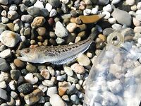 Пицунда, Абхазия — третий сезон: самодур по ставриде и карасю, скат с берега отпущен