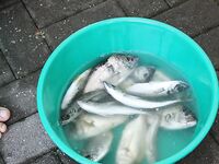 Пицунда, Абхазия — третий сезон: самодур по ставриде и карасю, скат с берега отпущен