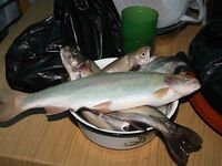 Пицунда, Абхазия — третий сезон: самодур по ставриде и карасю, скат с берега отпущен