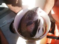 Пицунда, Абхазия — третий сезон: самодур по ставриде и карасю, скат с берега отпущен