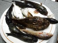 Небуг, 5–17 сентября — поплавок слаб, закидушка тащит: горбыль, барабуля, пескарь