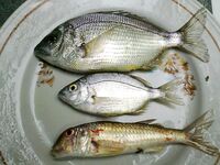 Небуг, 5–17 сентября — поплавок слаб, закидушка тащит: горбыль, барабуля, пескарь