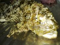 Небуг, 5–17 сентября — поплавок слаб, закидушка тащит: горбыль, барабуля, пескарь