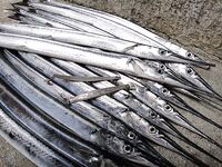 Еще фото с последнего выезда — сравнение по размеру и свету на сумеречной кромке