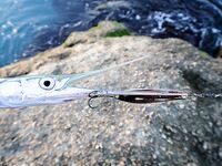 Черное море — кефаль на колебалку: редкий, но приятный прилов на блесны