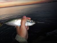 Черное море — кефаль на колебалку: редкий, но приятный прилов на блесны