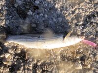 Черное море — кефаль на колебалку: редкий, но приятный прилов на блесны